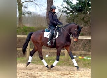 Belgisches Warmblut, Wallach, 4 Jahre, 170 cm, Dunkelbrauner