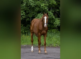 Belgisches Warmblut, Wallach, 4 Jahre, 170 cm, Dunkelfuchs