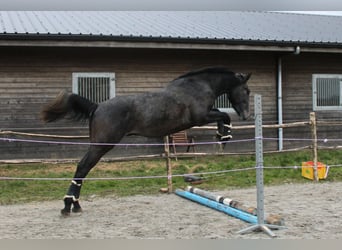 Belgisches Warmblut, Wallach, 4 Jahre, 170 cm, Schimmel