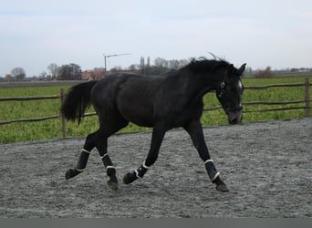 Belgisches Warmblut, Wallach, 4 Jahre, 170 cm, Schimmel