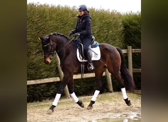 Belgisches Warmblut, Wallach, 4 Jahre, 170 cm, Schwarzbrauner