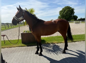 Belgisches Warmblut, Wallach, 4 Jahre, 170 cm