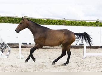 Belgisches Warmblut, Wallach, 4 Jahre, 171 cm, Brauner