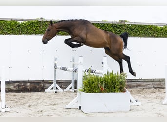 Belgisches Warmblut, Wallach, 4 Jahre, 171 cm, Brauner