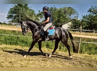 Belgisches Warmblut, Wallach, 4 Jahre, 171 cm, Rappschimmel