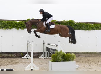 Belgisches Warmblut, Wallach, 4 Jahre, 171 cm, Schimmel