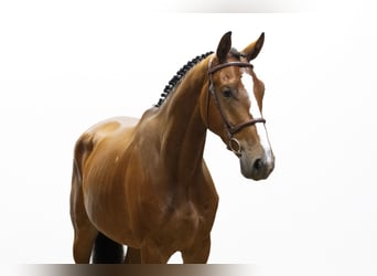 Belgisches Warmblut, Wallach, 4 Jahre, 171 cm, Schimmel