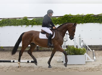 Belgisches Warmblut, Wallach, 4 Jahre, 171 cm, Schimmel