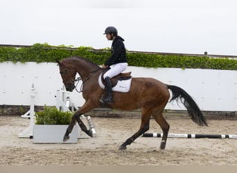 Belgisches Warmblut, Wallach, 4 Jahre, 171 cm, Schimmel