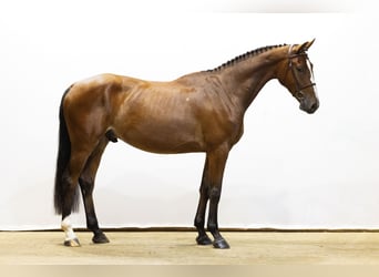 Belgisches Warmblut, Wallach, 4 Jahre, 171 cm, Schimmel