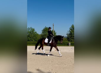 Belgisches Warmblut, Wallach, 4 Jahre, 171 cm, Schwarzbrauner