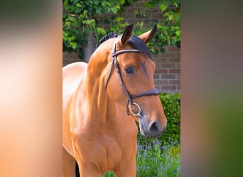 Belgisches Warmblut, Wallach, 4 Jahre, 172 cm, Brauner