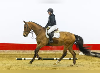 Belgisches Warmblut, Wallach, 4 Jahre, 172 cm, Brauner