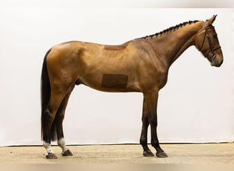 Belgisches Warmblut, Wallach, 4 Jahre, 172 cm, Brauner