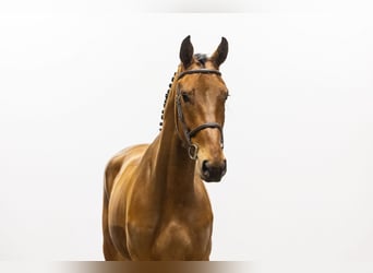 Belgisches Warmblut, Wallach, 4 Jahre, 172 cm, Brauner