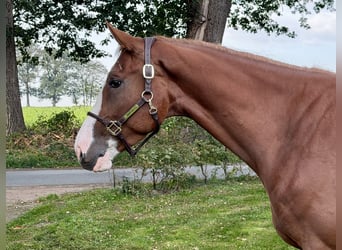 Belgisches Warmblut, Wallach, 4 Jahre, 172 cm, Fuchs