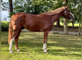 Belgisches Warmblut, Wallach, 4 Jahre, 172 cm, Fuchs