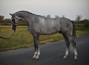 Belgisches Warmblut, Wallach, 4 Jahre, 172 cm, Schimmel