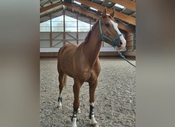Belgisches Warmblut, Wallach, 4 Jahre, 173 cm, Fuchs