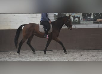 Belgisches Warmblut, Wallach, 4 Jahre, 175 cm, Brauner