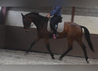 Belgisches Warmblut, Wallach, 4 Jahre, 175 cm, Brauner