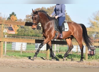 Belgisches Warmblut, Wallach, 4 Jahre, 175 cm, Brauner