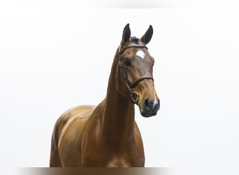 Belgisches Warmblut, Wallach, 4 Jahre, 177 cm, Brauner