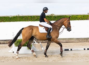 Belgisches Warmblut, Wallach, 4 Jahre, 178 cm, Brauner