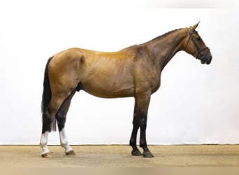 Belgisches Warmblut, Wallach, 4 Jahre, 178 cm, Brauner