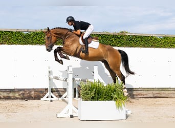 Belgisches Warmblut, Wallach, 4 Jahre, 178 cm, Brauner