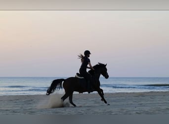 Belgisches Warmblut, Wallach, 5 Jahre, 155 cm, Brauner