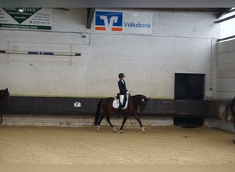 Belgisches Warmblut, Wallach, 5 Jahre, 155 cm, Brauner