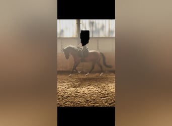 Belgisches Warmblut, Wallach, 5 Jahre, 155 cm, Brauner