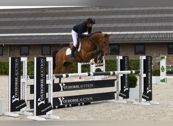 Belgisches Warmblut, Wallach, 5 Jahre, 159 cm, Brauner