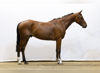Belgisches Warmblut, Wallach, 5 Jahre, 159 cm, Brauner