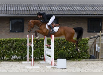 Belgisches Warmblut, Wallach, 5 Jahre, 159 cm, Brauner