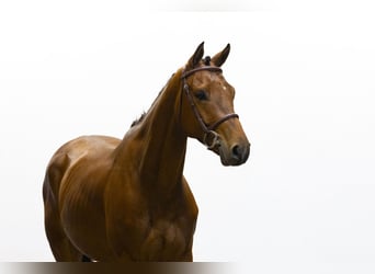 Belgisches Warmblut, Wallach, 5 Jahre, 159 cm, Brauner