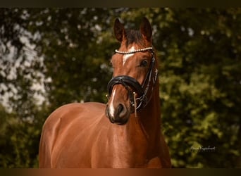 Belgisches Warmblut, Wallach, 5 Jahre, 160 cm, Brauner