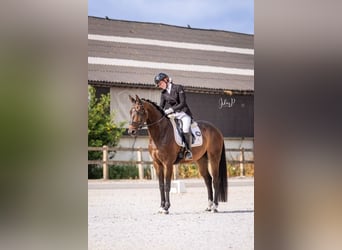 Belgisches Warmblut, Wallach, 5 Jahre, 160 cm, Dunkelbrauner