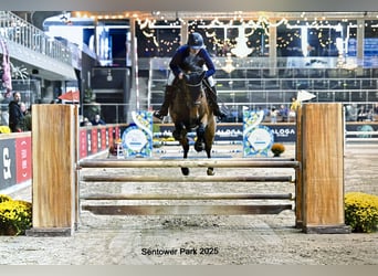 Belgisches Warmblut, Wallach, 5 Jahre, 161 cm, Brauner