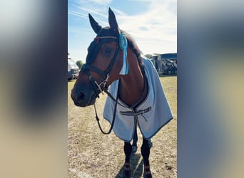 Belgisches Warmblut, Wallach, 5 Jahre, 161 cm, Brauner