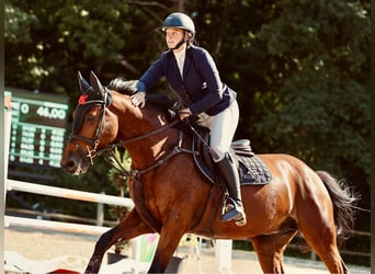 Belgisches Warmblut, Wallach, 5 Jahre, 161 cm, Brauner