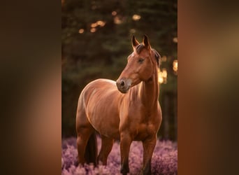 Belgisches Warmblut, Wallach, 5 Jahre, 161 cm, Brauner