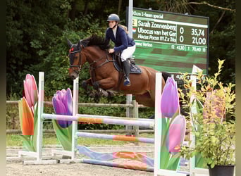 Belgisches Warmblut, Wallach, 5 Jahre, 161 cm, Brauner