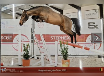 Belgisches Warmblut, Wallach, 5 Jahre, 161 cm, Brauner