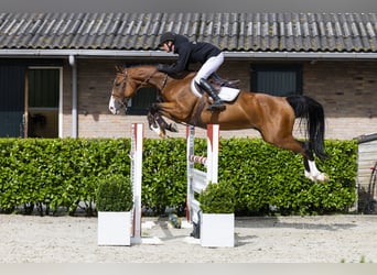 Belgisches Warmblut, Wallach, 5 Jahre, 161 cm, Brauner