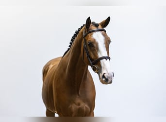 Belgisches Warmblut, Wallach, 5 Jahre, 161 cm, Brauner