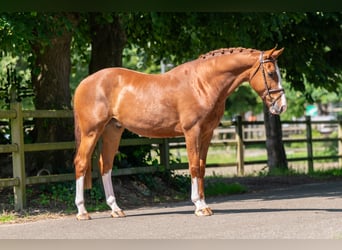 Belgisches Warmblut, Wallach, 5 Jahre, 161 cm, Fuchs