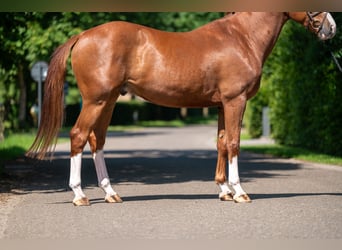 Belgisches Warmblut, Wallach, 5 Jahre, 161 cm, Fuchs