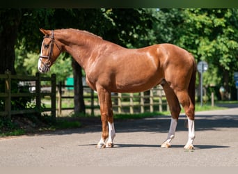 Belgisches Warmblut, Wallach, 5 Jahre, 161 cm, Fuchs